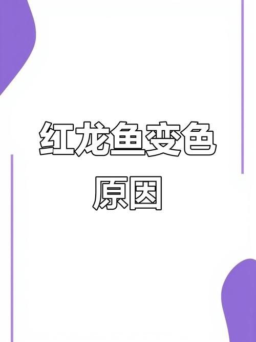 馬來西亞紅龍魚圖片大全大圖