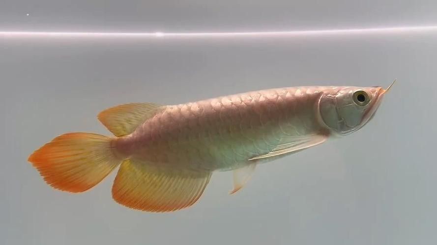 馬來西亞紅龍魚圖片大全大圖