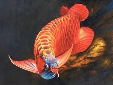 馬來西亞紅龍魚圖片大全大圖