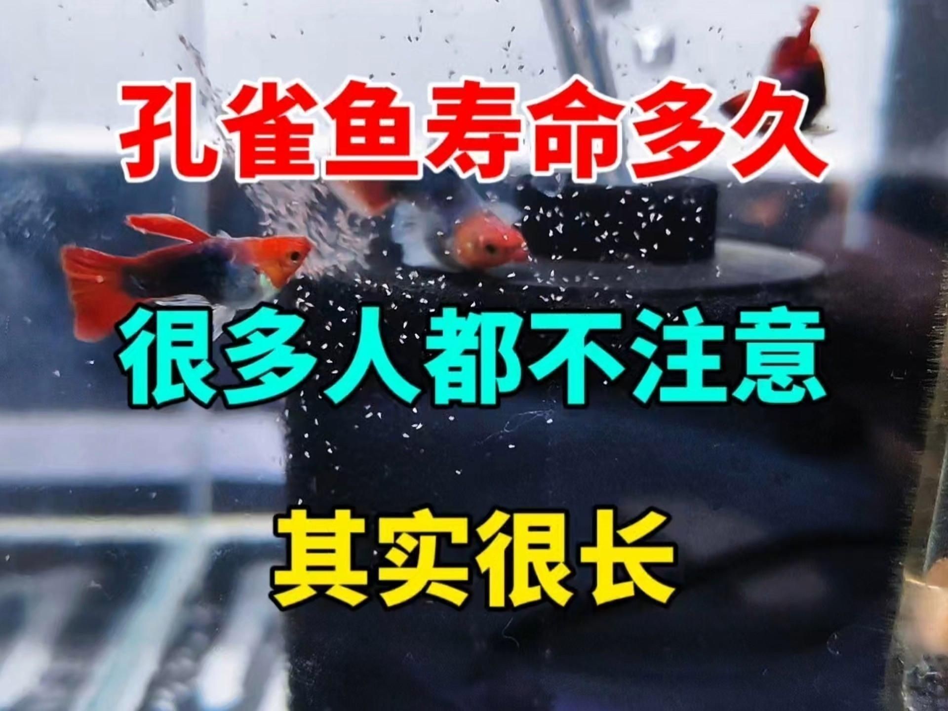 孔雀魚壽命