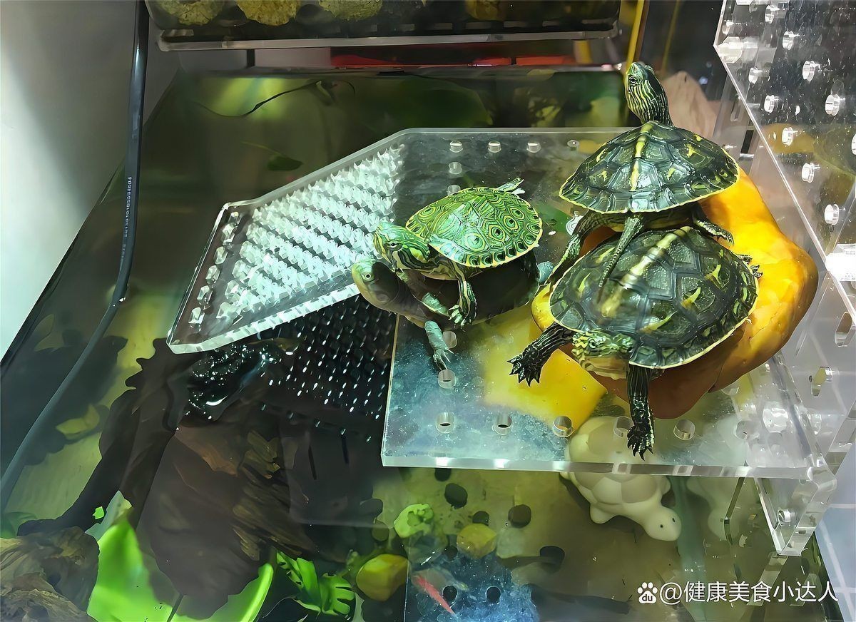 龍魚和龜一起養的講究