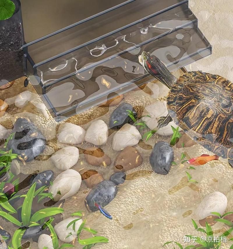 龍魚和龜一起養的講究