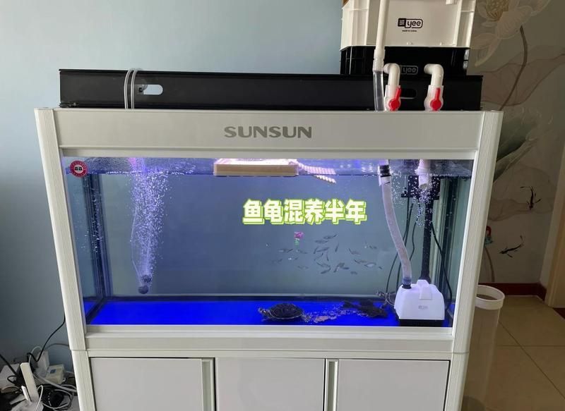 龍魚和龜一起養的講究