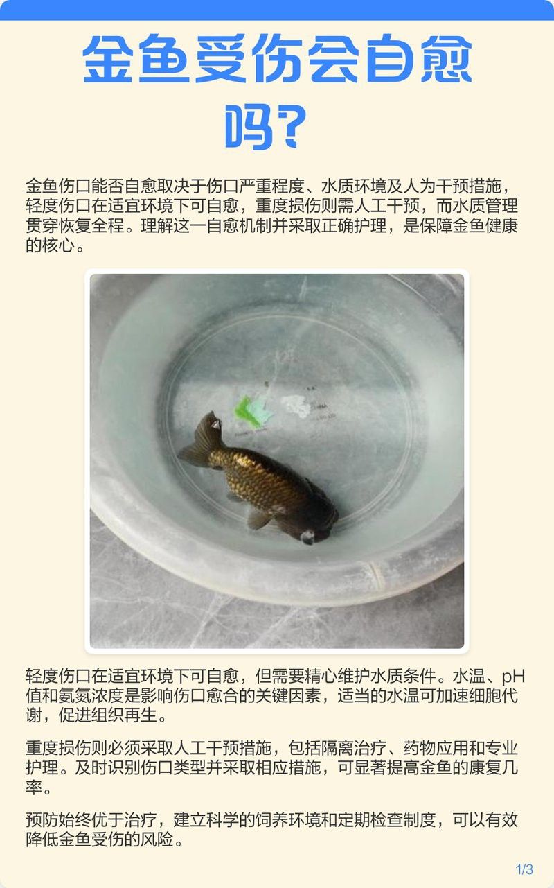 過背金龍珠鱗損傷如何修復？