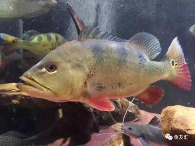龍魚怎么做手術吃的：龍魚手術后的飲食注意事項