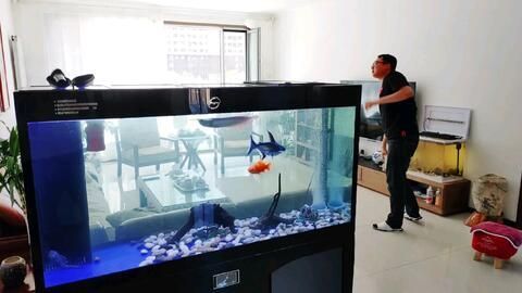 白龍魚飼料選擇對其健康和生長至關重要:白龍魚吃什么飼料最好養 龍魚百科 第2張 白龍魚飼料選擇對其健康和生長至關重要:白龍魚吃什么飼料最好養 白龍魚飼料選擇對其健康和生長至關重要:白龍魚吃什么飼料最好養 龍魚百科 第2張