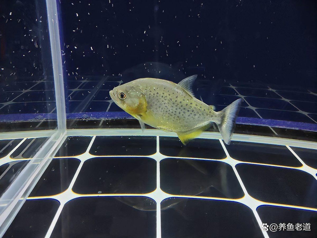 養(yǎng)三條龍魚不是一般人