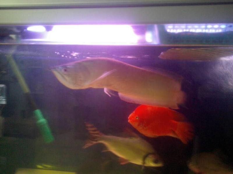 銀龍魚背彎了為什么不吃食