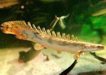 恐龍魚和恐龍王魚哪個好養(yǎng)（恐龍魚和恐龍王魚哪個好養(yǎng)？）