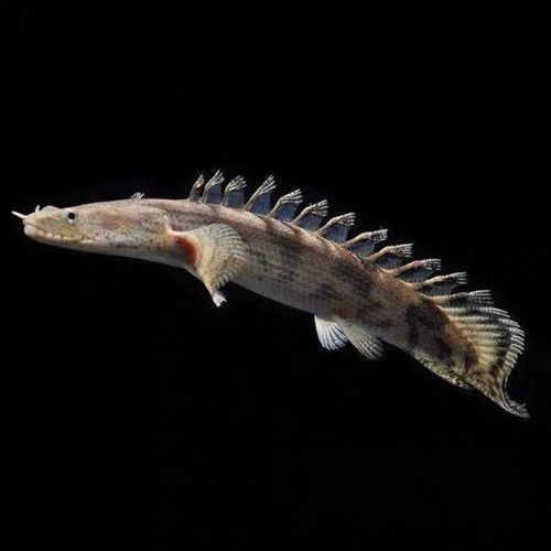 虎斑恐龍魚能和雷龍混養嗎圖片大全大圖