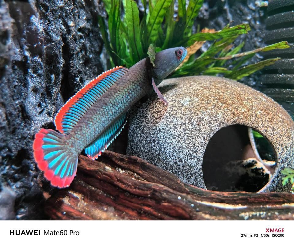 虎斑恐龍魚能和雷龍混養嗎圖片大全大圖