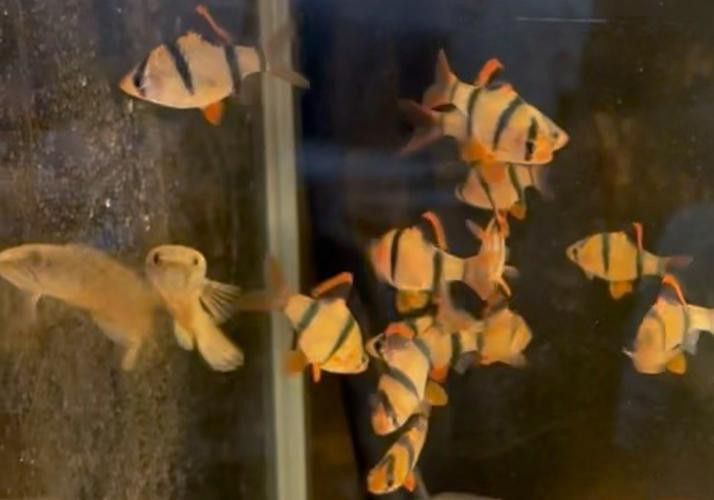 虎斑恐龍魚能和雷龍混養嗎圖片大全大圖