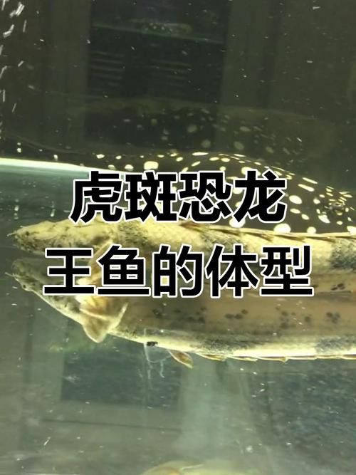 虎斑恐龍魚能和雷龍混養嗎圖片大全大圖