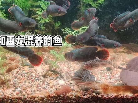 虎斑恐龍魚能和雷龍混養嗎圖片大全大圖