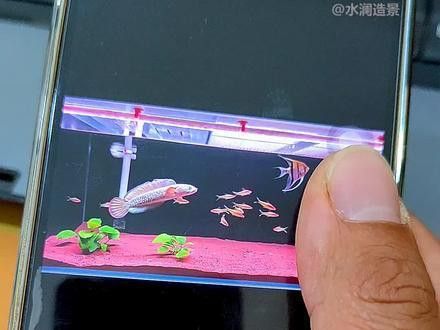 虎斑恐龍魚能和雷龍混養嗎圖片大全大圖