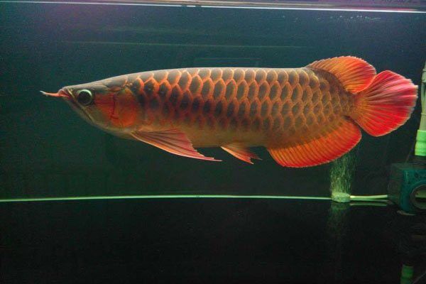 龍魚手術(shù)后不吃東西（龍魚手術(shù)后不吃東西可能是由多種因素引起的）