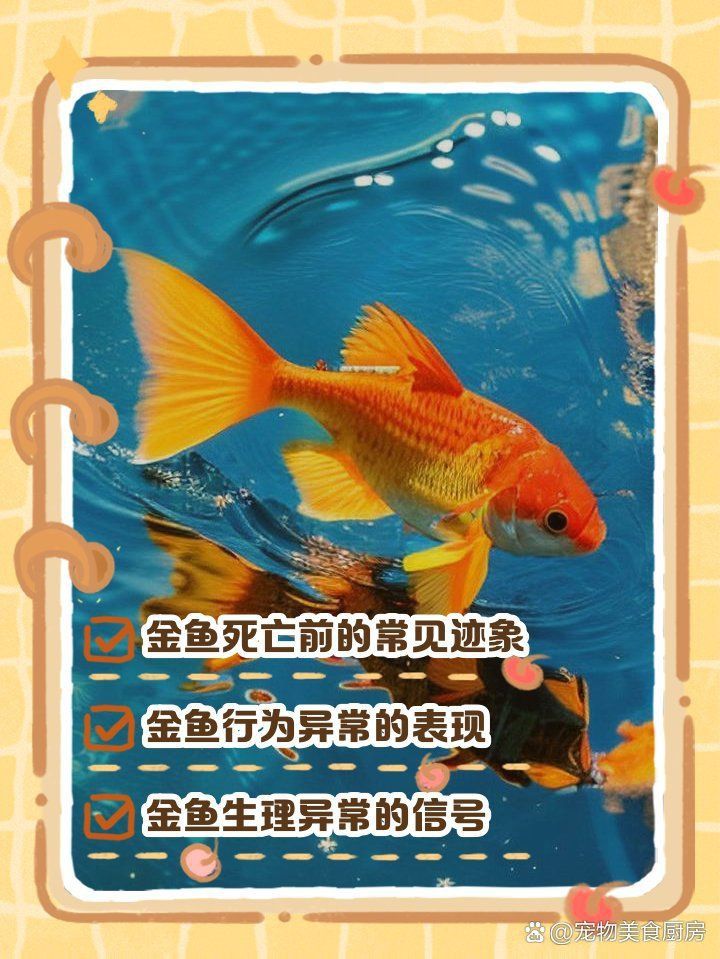 金魚要死的征兆