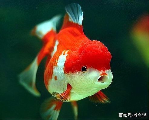 金魚要死的征兆