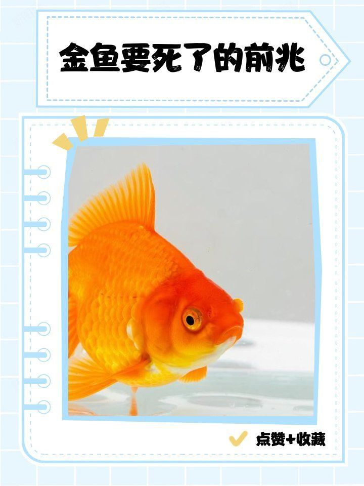 金魚要死的征兆