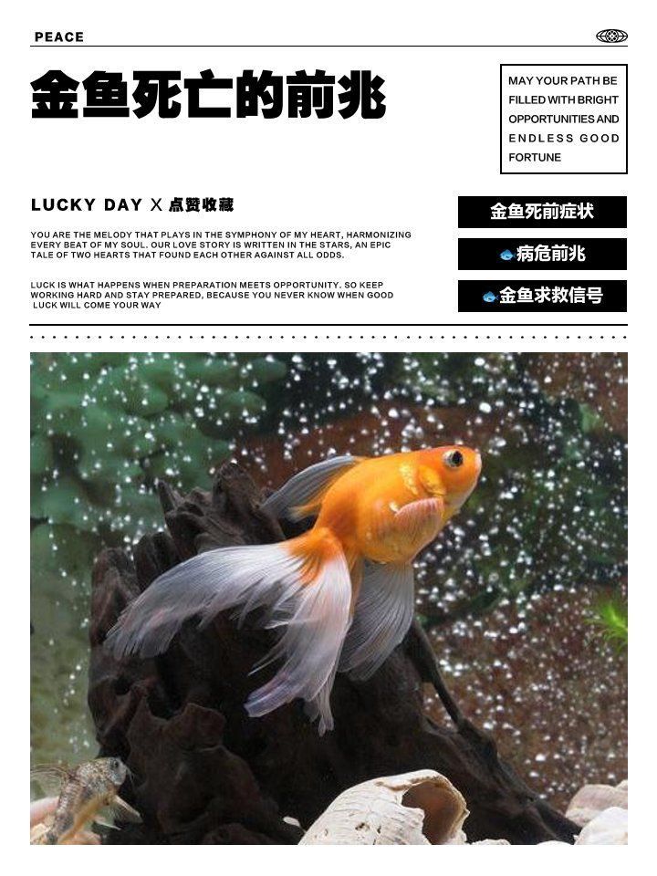 金魚要死的征兆