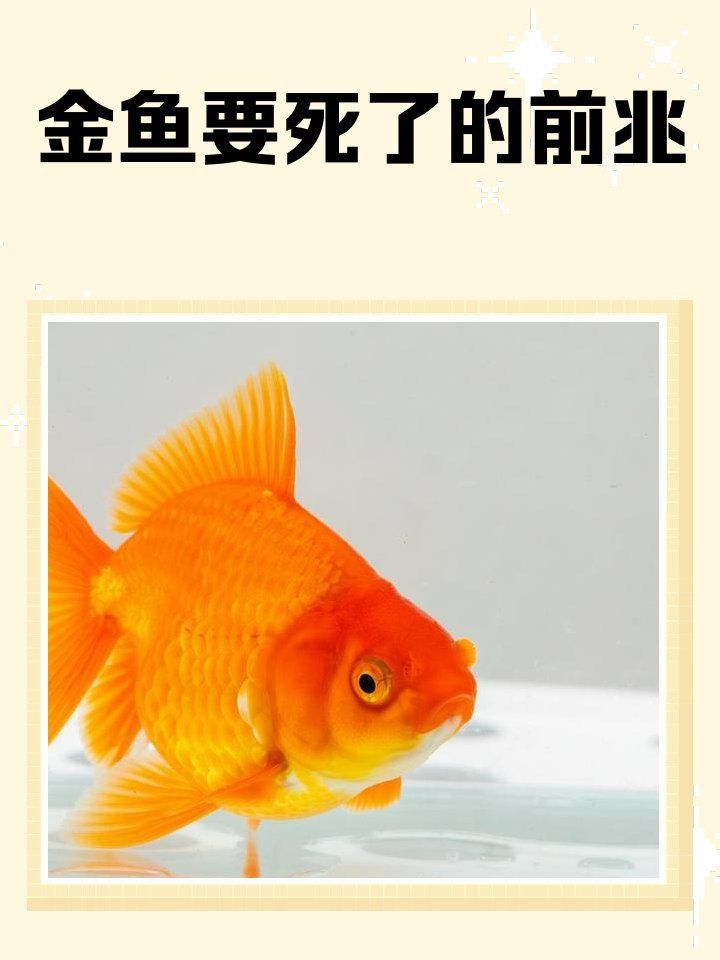 金魚要死的征兆