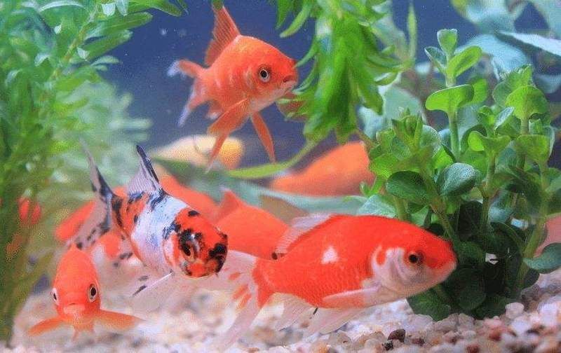 金魚要死的征兆