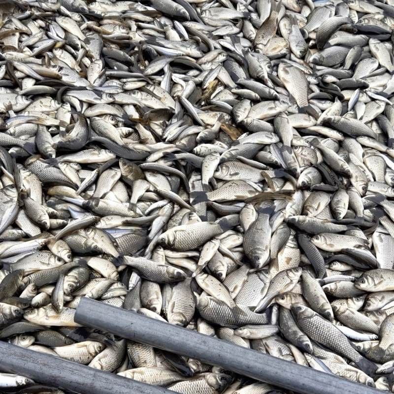 龍魚飼料魚怎么處理干凈視頻