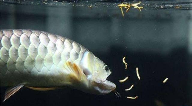 紅龍魚烤魚燈怎么開圖解：紅龍魚烤魚燈怎么開