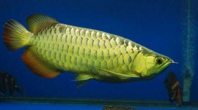 紅龍魚烤魚燈怎么開圖解：紅龍魚烤魚燈怎么開