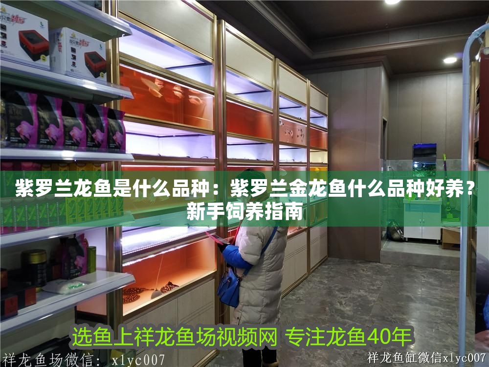 紫羅蘭龍魚是什么品種：紫羅蘭金龍魚什么品種好養？新手飼養指南