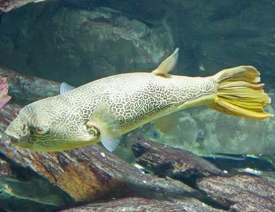 紫羅蘭龍魚是什么品種：紫羅蘭金龍魚什么品種好養(yǎng)？新手飼養(yǎng)指南 紫羅蘭龍魚是什么品種：紫羅蘭金龍魚什么品種好養(yǎng)？新手飼養(yǎng)指南 龍魚百科 第2張