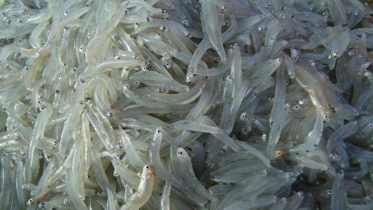 銀龍魚(yú)的營(yíng)養(yǎng)價(jià)值