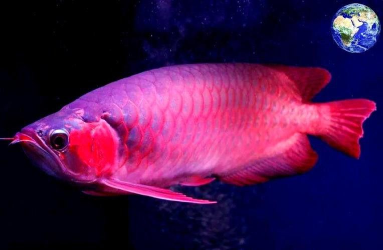 血紅龍魚圖片高清圖大全