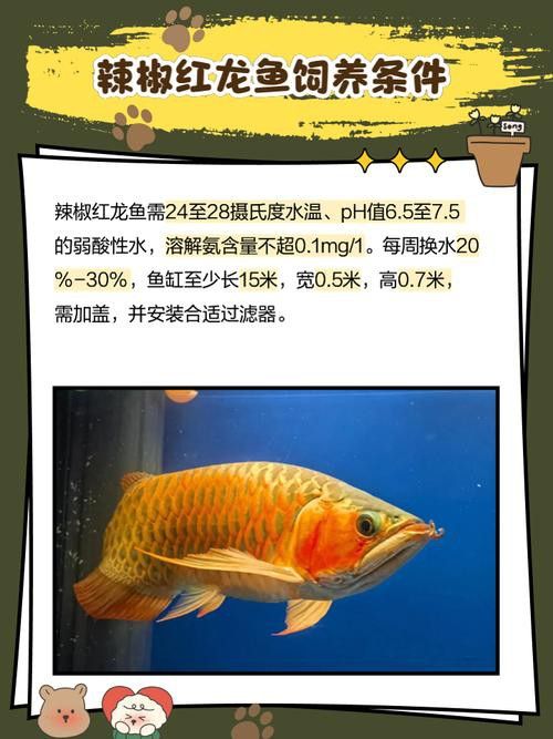 血紅龍魚圖片高清圖大全