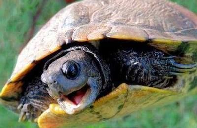 龍魚吃龜糧好嗎：龍魚吃龜糧好嗎龍魚吃龜糧好嗎，龍魚吃龜糧好嗎