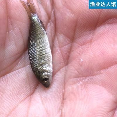 龍魚吃龜糧好嗎：龍魚吃龜糧好嗎龍魚吃龜糧好嗎，龍魚吃龜糧好嗎