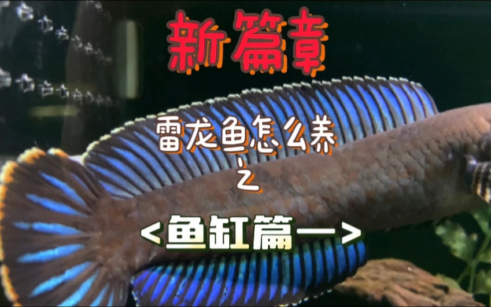 雷龍魚需要多大的魚缸？