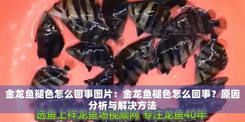 金龍魚褪色怎么回事圖片：金龍魚褪色怎么回事？原因分析與解決方法