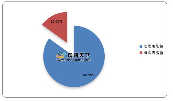 金龍魚褪色怎么回事圖片：金龍魚褪色怎么回事？原因分析與解決方法