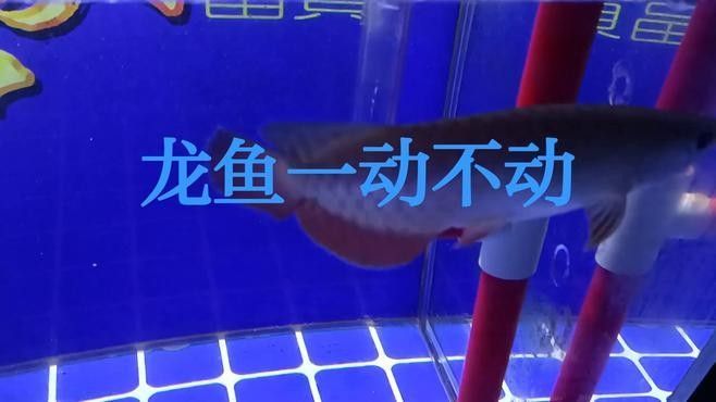 龍魚為什么老在下面趴著