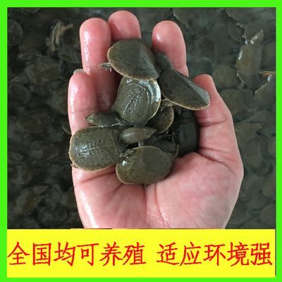 養龍魚需要準備什么藥材：養龍魚需要準備什么藥材養龍魚需要準備什么藥材