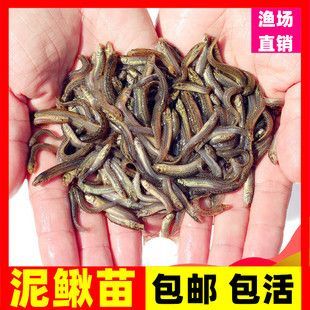 養龍魚需要準備什么藥材：養龍魚需要準備什么藥材養龍魚需要準備什么藥材