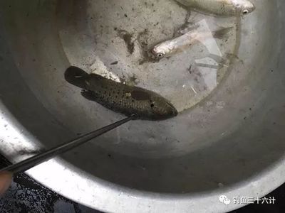 龍魚腮蟲有什么表現（感染腮蟲的龍魚可能會出現多種癥狀，可能會出現多種癥狀）