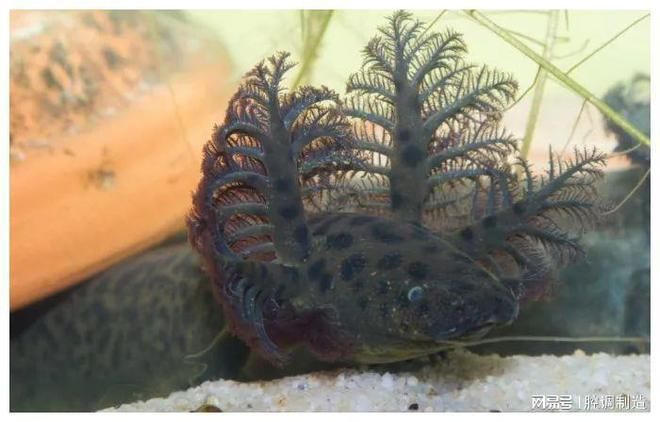 龍魚腮蟲有什么表現（感染腮蟲的龍魚可能會出現多種癥狀，可能會出現多種癥狀）