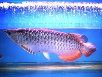 紅龍魚(yú)跟金龍魚(yú)的區(qū)別在哪（紅龍魚(yú)與金龍魚(yú)作為觀賞魚(yú)中的佼佼者在多個(gè)方面存在顯著的區(qū)別）