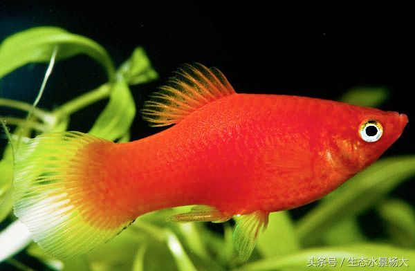 適合家庭養殖的小型觀賞魚：紅綠燈魚體長3-4厘米：幾種常見且適合家庭養殖的小型觀賞魚