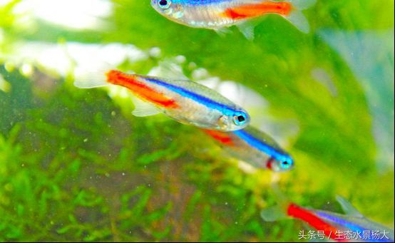 適合家庭養殖的小型觀賞魚：紅綠燈魚體長3-4厘米：幾種常見且適合家庭養殖的小型觀賞魚