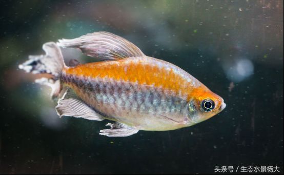 適合家庭養殖的小型觀賞魚：紅綠燈魚體長3-4厘米：幾種常見且適合家庭養殖的小型觀賞魚