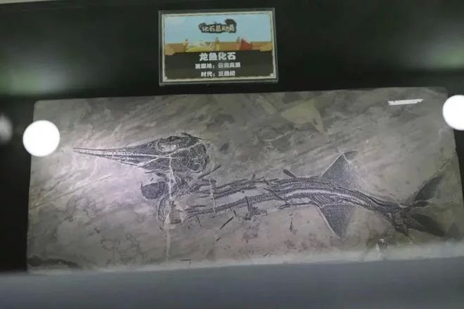 龍魚的養護和管理技術論文怎么寫的：龍魚的養護和管理技術論文怎么寫