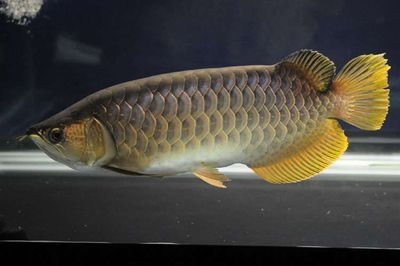 金龍魚壓養：金龍魚怎么養？